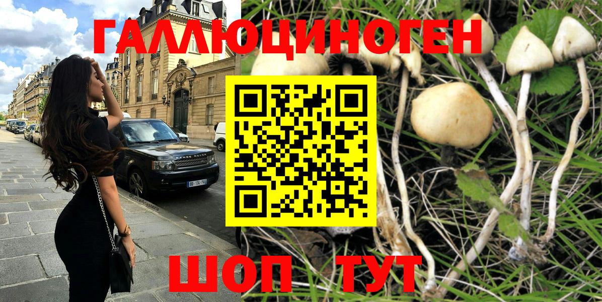 Котовск  Псилоцибиновые грибы Psilocybe  Вход с VPN 
